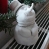snowy1.jpg